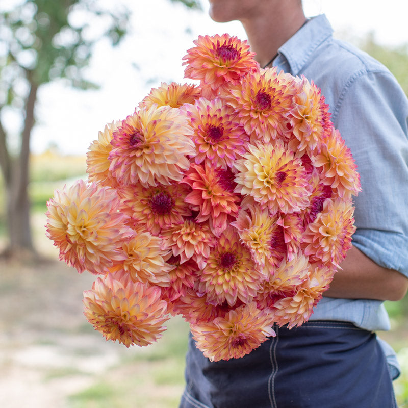 Dahlia September Morn – Floret Library