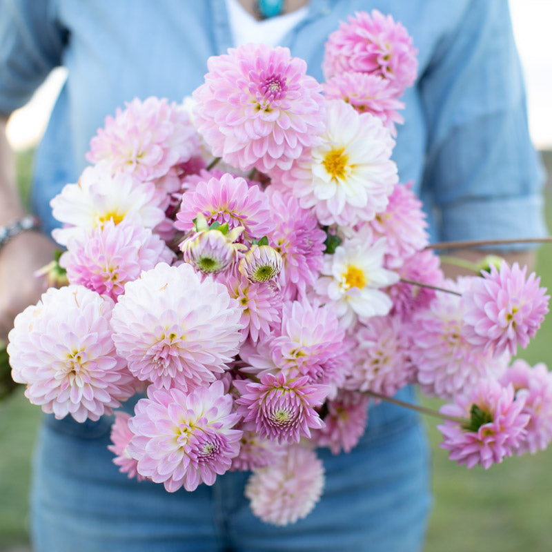Dahlia Tahoma Little One – Floret Library