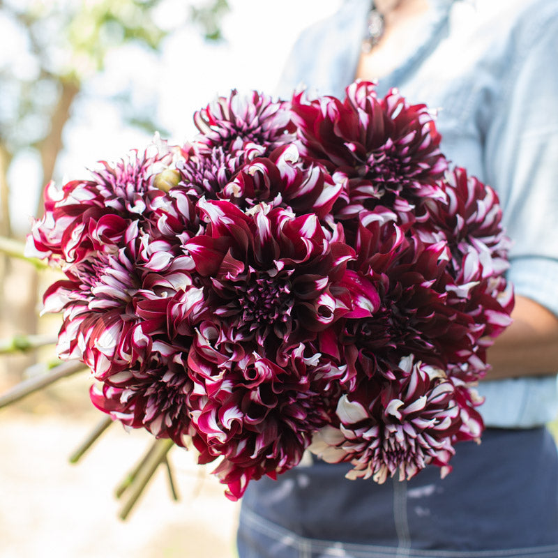 Dahlia Tartan – Floret Library