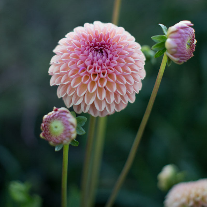 Dahlia Valley Tawny – Floret Library