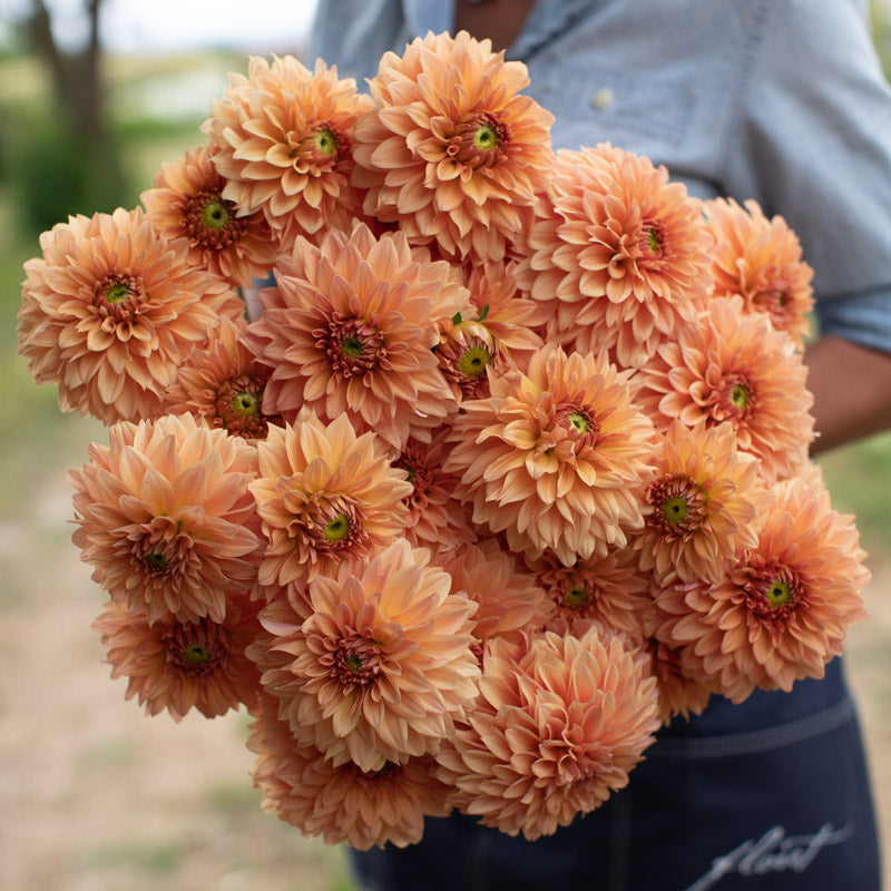 Dahlia Verrone's 14-30 – Floret Library