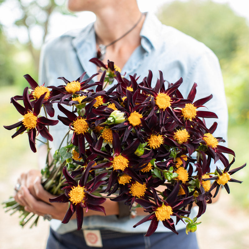 obsidian rose seed Dahlia Verrone's Obsidian – Floret Library