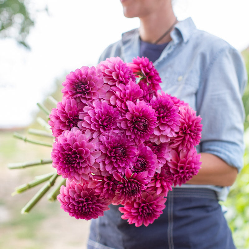 Dahlia Vista Pinky – Floret Library