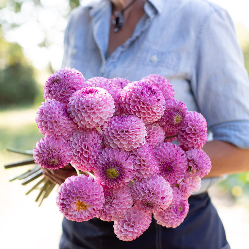 Floret-library-dahlia-zaaling-