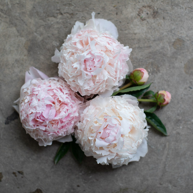 Peony Angel Cheeks Floret Library