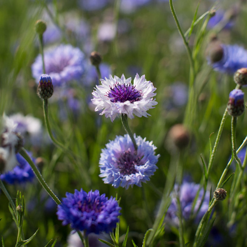 button flower seeds Bachelor's Button Classic Fantastic – Floret Library