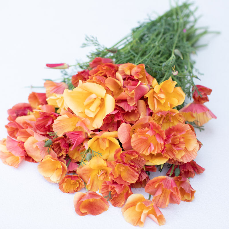 California Poppy Thai Silk Apricot Chiffon – Floret Library