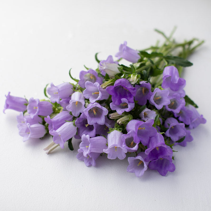 champion flower seed Canterbury Bells Champion Lavender – Floret Library