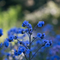 A close up of Chinese Forget-Me-Not Blue Showers