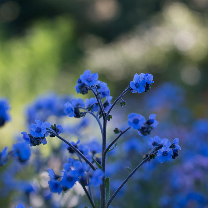A close up of Chinese Forget-Me-Not Blue Showers