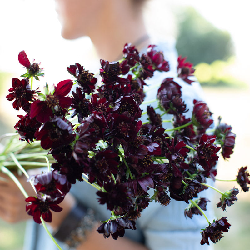flower seeds cosmos Cosmos Brownie – Floret Library