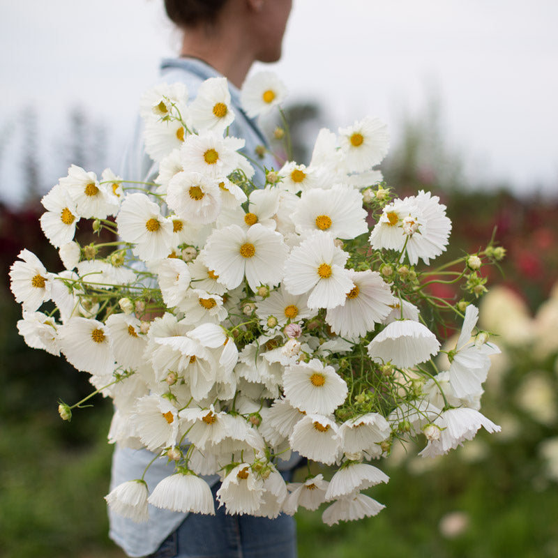 cupcake cosmos flower seeds Cosmos Cupcakes White – Floret Library
