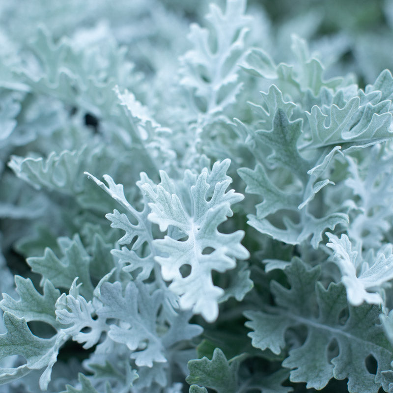 silver dust plant indoor or outdoor Dusty Miller Silver Dust – Floret Library
