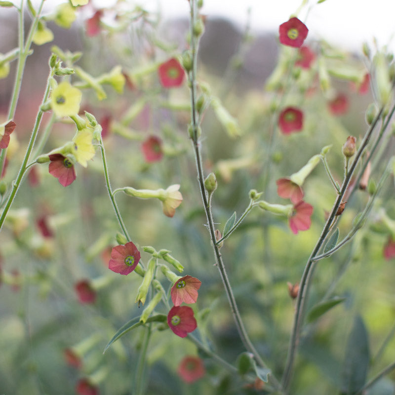 Flowering Tobacco Tinkerbell – Floret Library