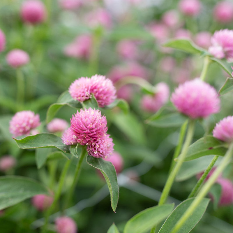 Globe Amaranth Rose Floret Library