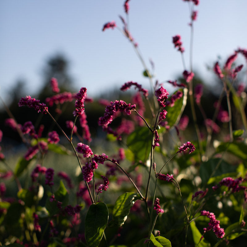 Kiss-Me-Over-the-Garden-Gate Cerise Pearls – Floret Library