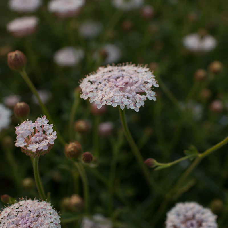 Lace Flower Seeds - Pink Didiscus