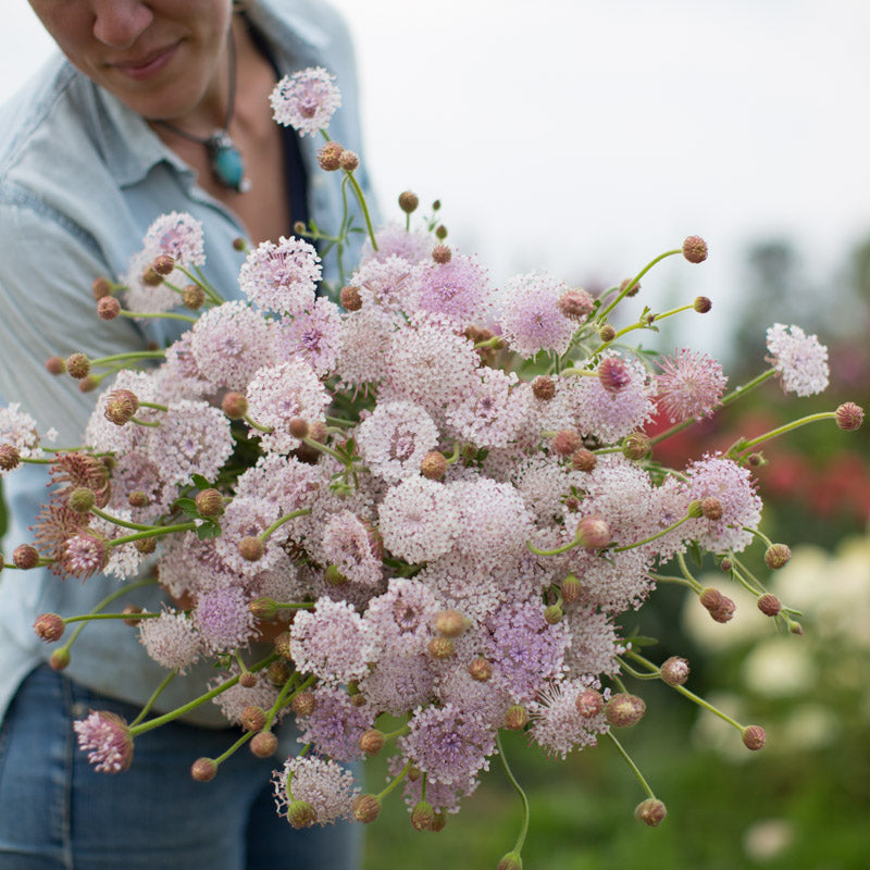 lace flower seeds Lace Flower Lacy Pink – Floret Library