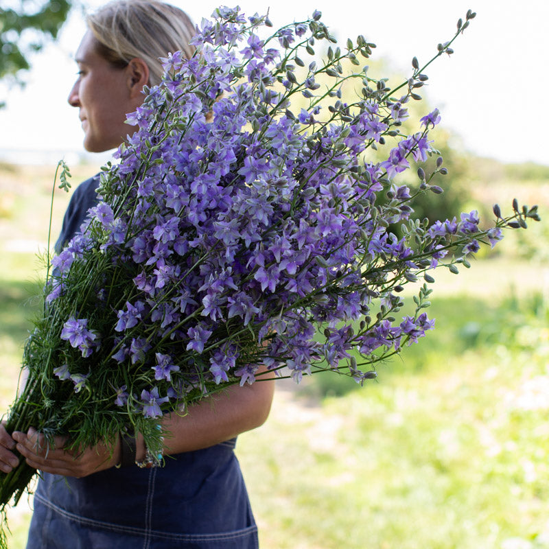 blue bell succulent Larkspur Giant Imperial Blue Bell – Floret Library