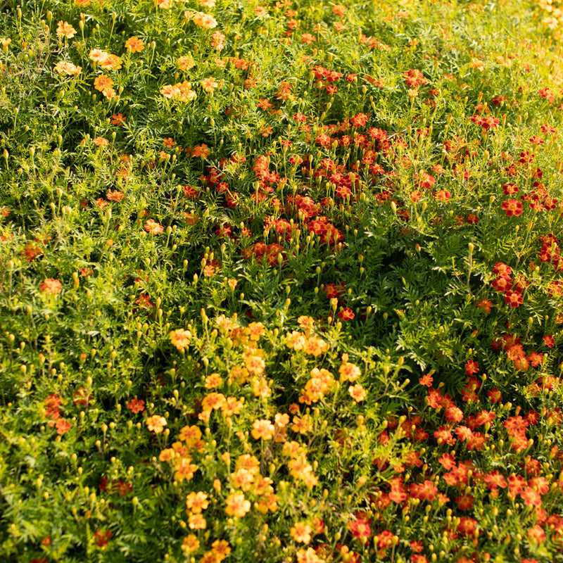 marigold starfire mix seeds Marigold Starfire Mix – Floret Library