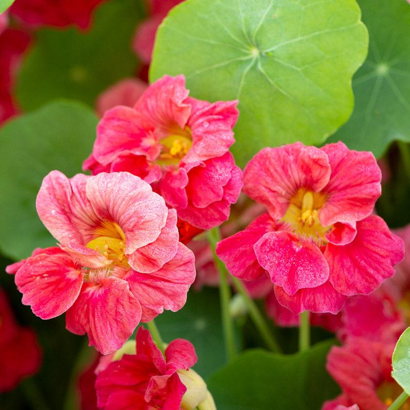 cherry rose nasturtium seeds Nasturtium Cherry Rose Jewel – Floret Library