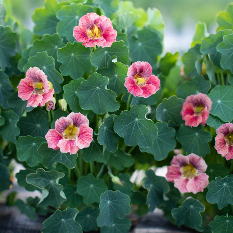 nasturtium ladybird rose seeds Nasturtium Ladybird Rose – Floret Library