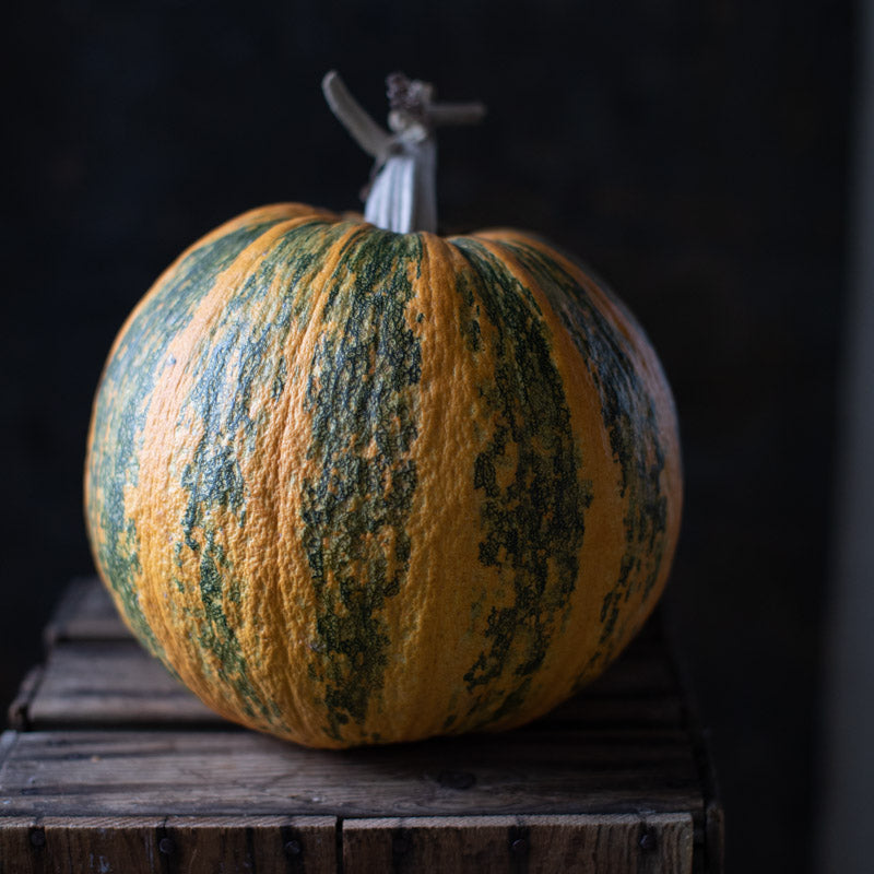 Ornamental Squash Lady Godiva – Floret Library