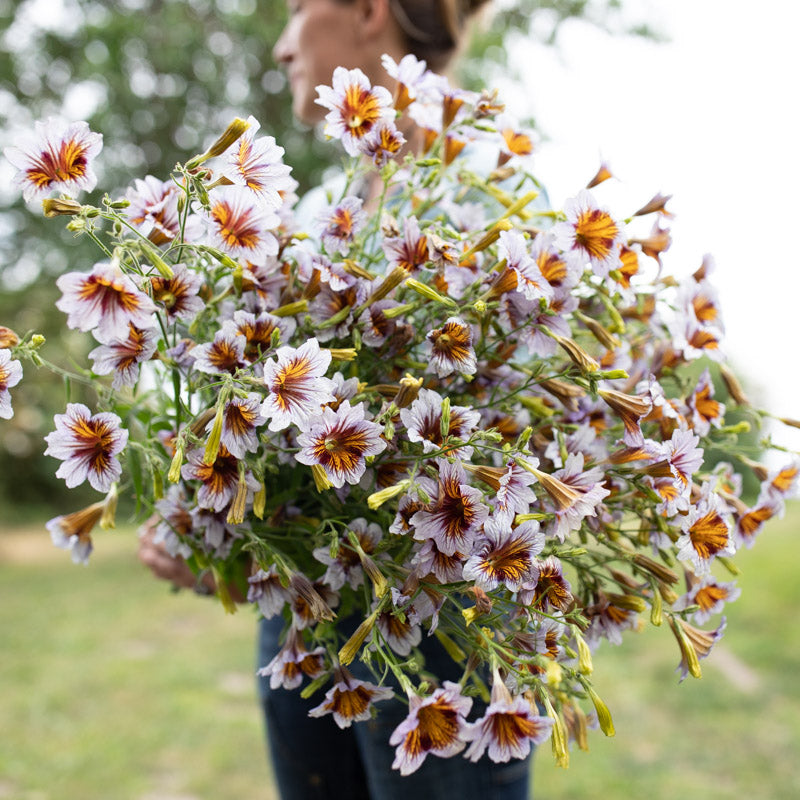 painted tongue flower seeds Painted Tongue Gloomy Rival – Floret Library