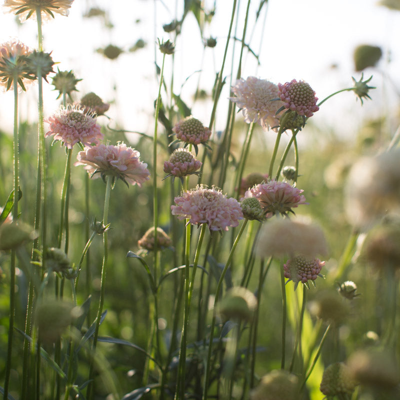 pincushion plant seeds Pincushion Flower Fata Morgana – Floret Library