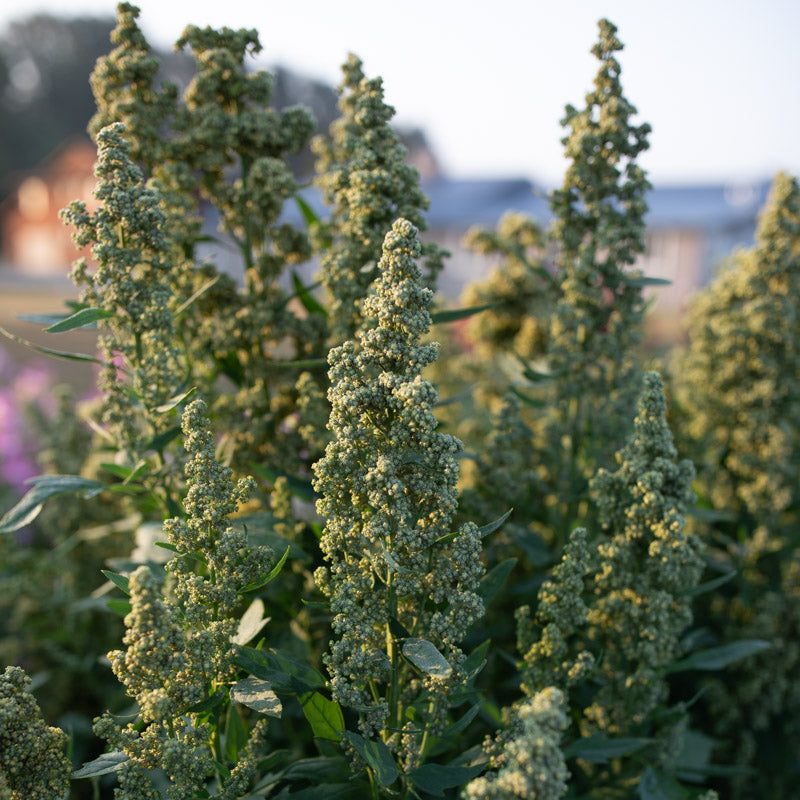 Quinoa Red Head – Floret Library