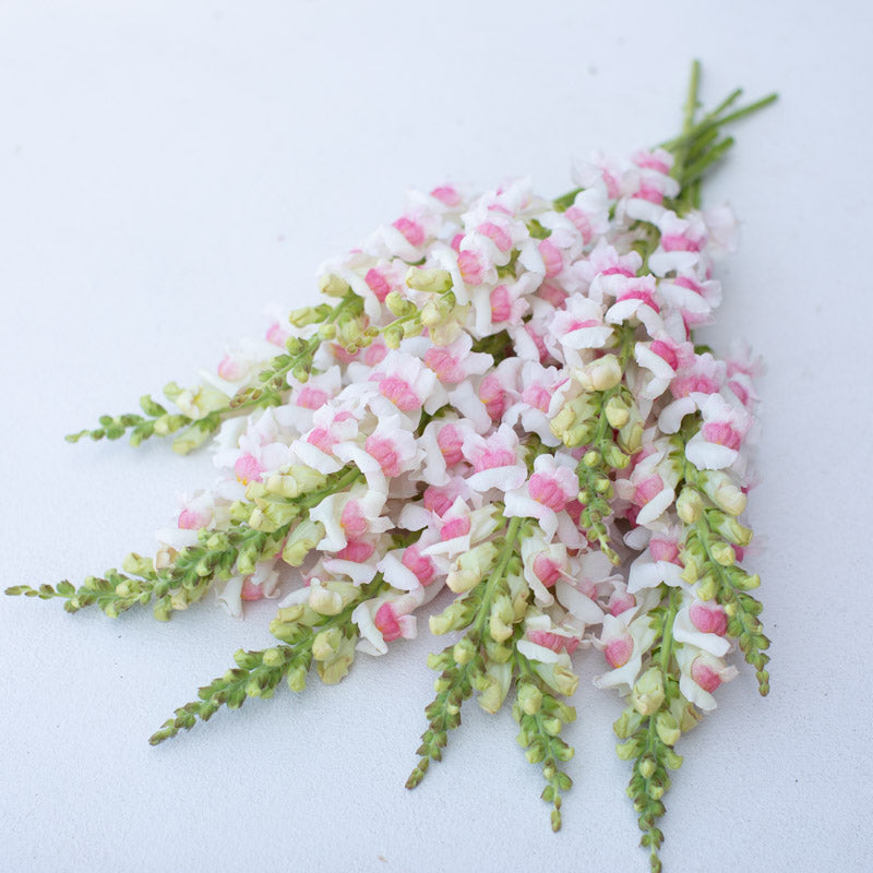 snapdragon hanging plant Snapdragon Potomac Appleblossom – Floret Library