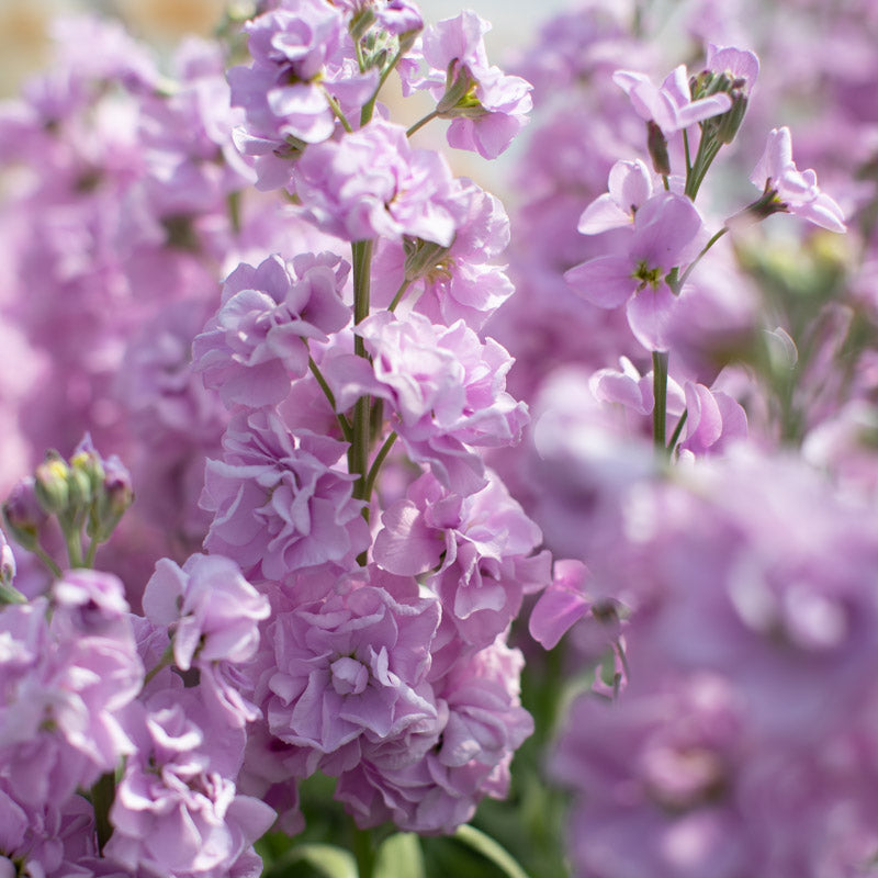 light lavender plant Stock Katz Lavender Light – Floret Library