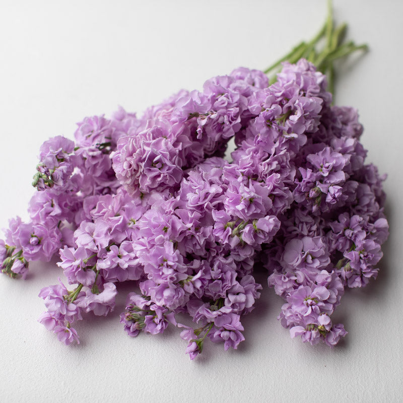 lavender lilac flower Stock Katz Lavender Light – Floret Library