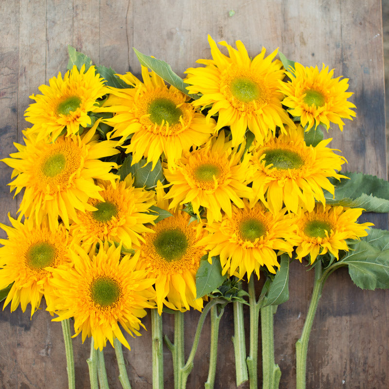 Sunflower Greenburst – Floret Library