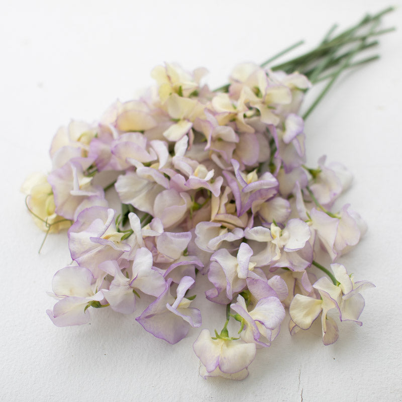 flower seeds april Sweet Pea April in Paris – Floret Library