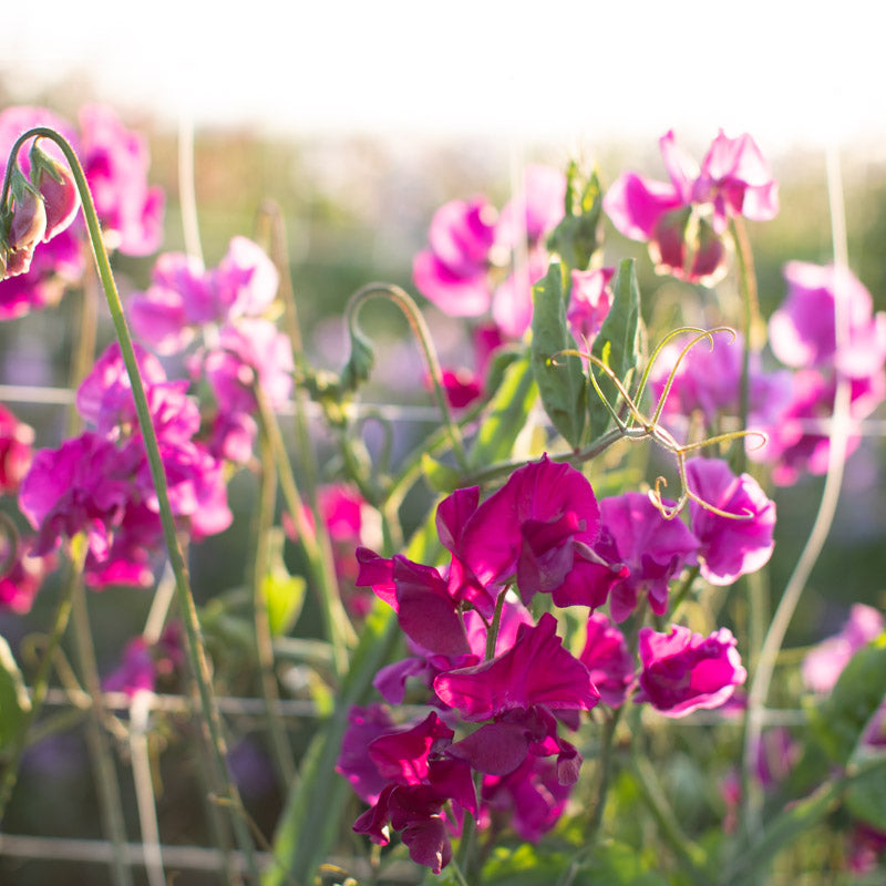 Floret-library-seeds-sweet-pea