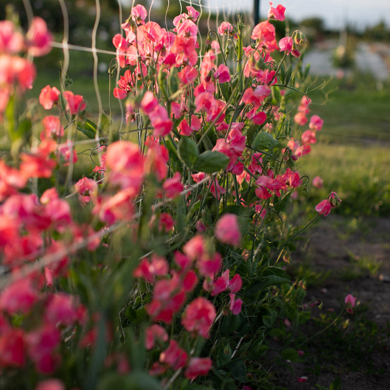 Sweet Pea Coquette – Floret Library