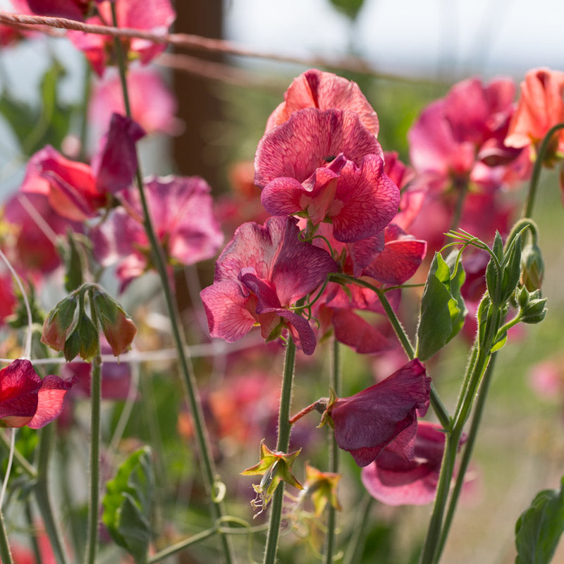 sweet pea succulent Sweet Pea Future Shock – Floret Library