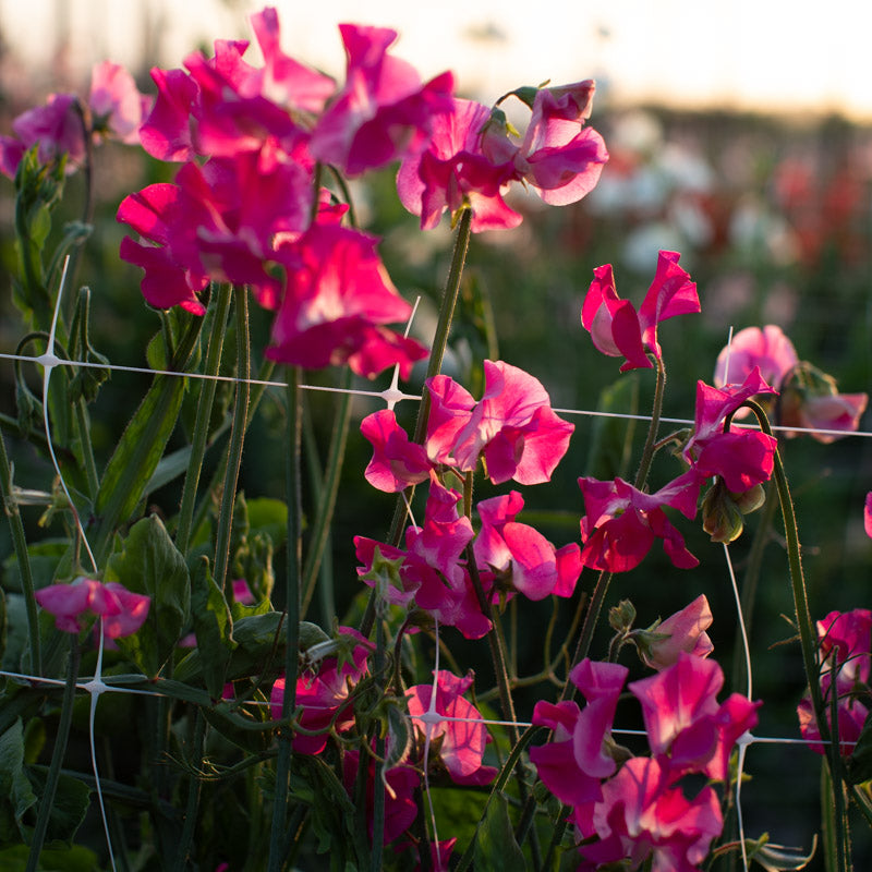grandmother cut flower garden seed Sweet Pea Grandma Butt – Floret Library