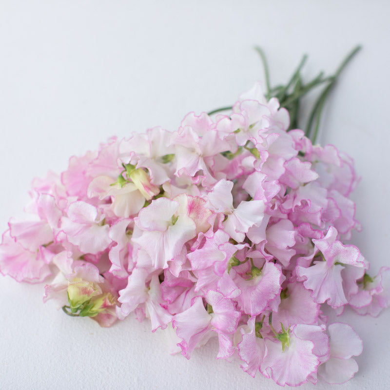 Sweet Pea Queen of Hearts – Floret Library