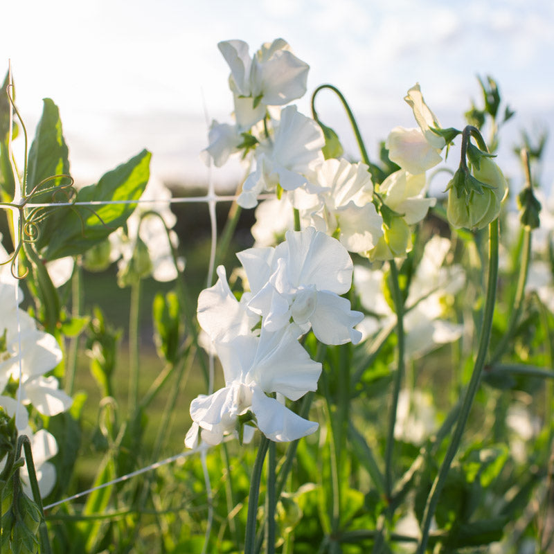 Floret-library-seeds-sweet-pea