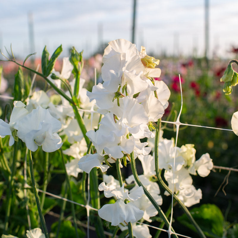 planting wild sweet pea seeds Sweet Pea Wild Swan – Floret Library