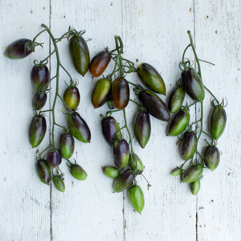 Tomato Brad’s Atomic Grape Floret Library