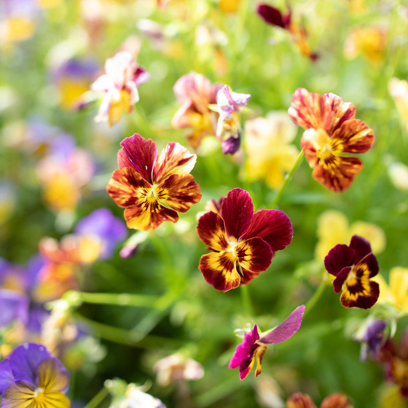 Floret-library-seeds-viola-