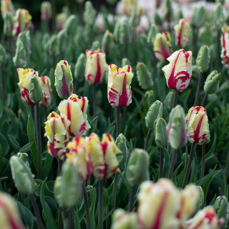 Tulip Flaming Parrot Floret Library