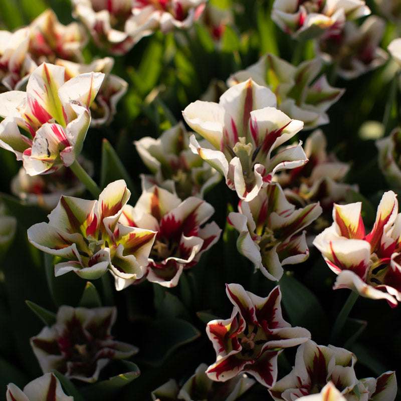 Floret-library-tulip-flaming-