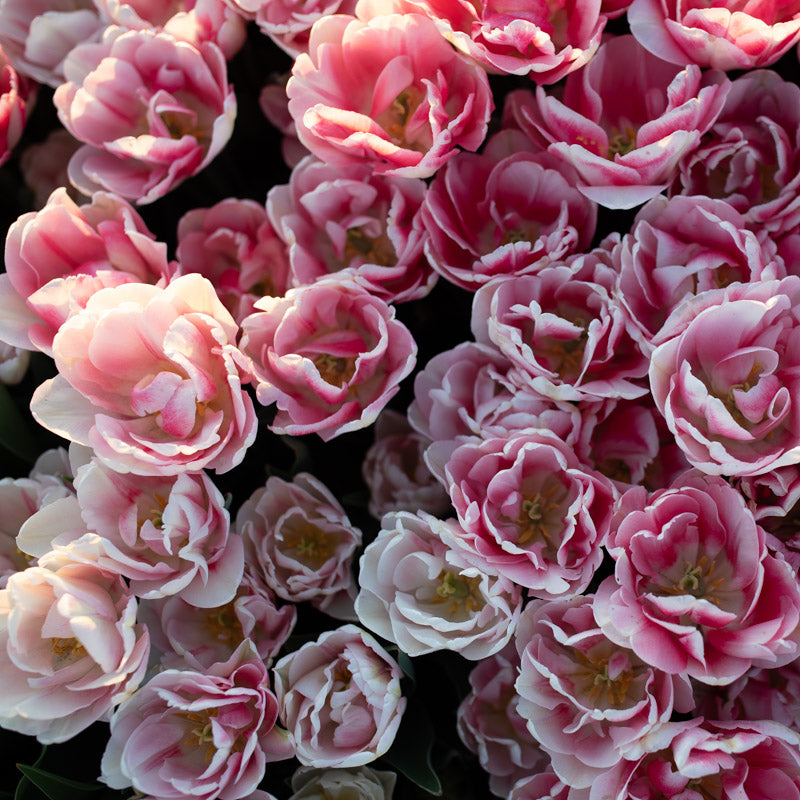 Tulip Foxtrot – Floret Library