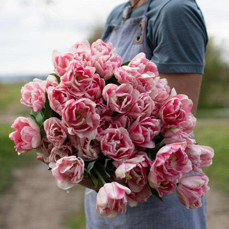 Tulip Foxtrot – Floret Library