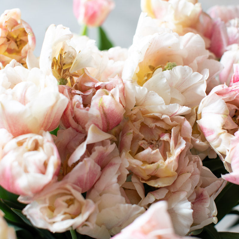 Tulip Montreux – Floret Library