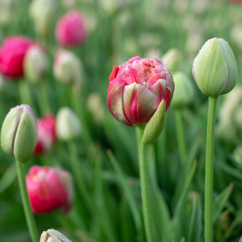 Tulip Renown Unique – Floret Library